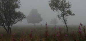 Leash Fen in Mist CC 2.0 by Andrew Hill