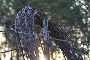 barbed2bwire2bprompt1 Madison WOods