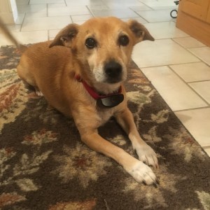 This is the face of a guilty dog.